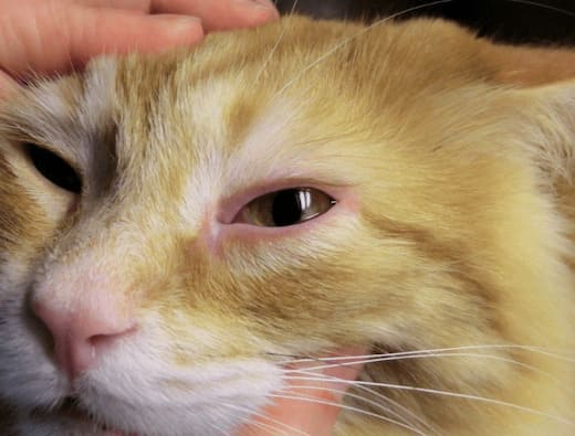 Почему у кошки слезятся глаза