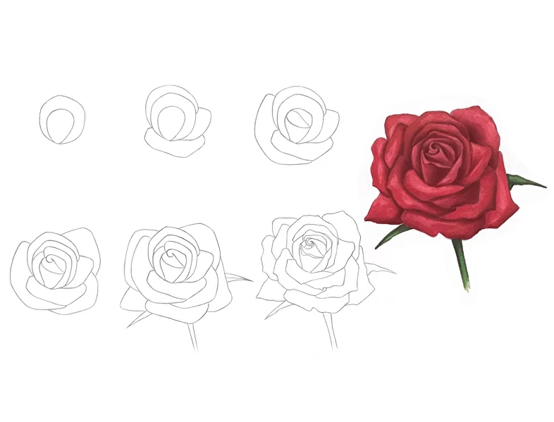Учимся рисовать красивую розу: инструкции для юных художников