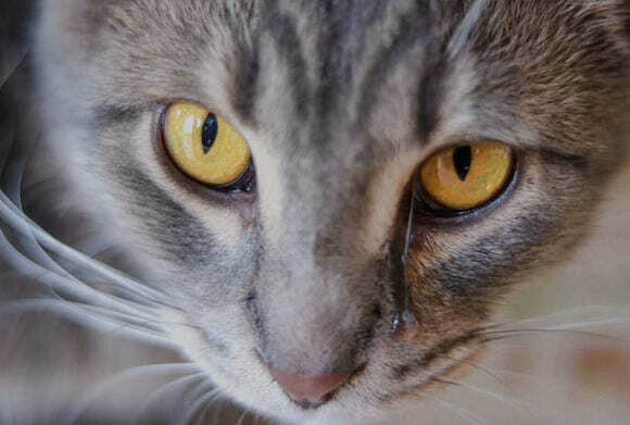 Текущие глаза у кошки: что делать когда у кота сильно текут глаза