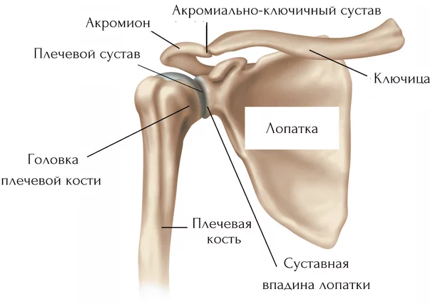 Анатомия плечевого сустава (МРТ-изображения, медицинские иллюстрации и анатомические схемы)