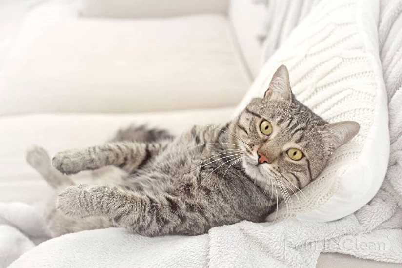 Чистка дивана от кошачьей мочи – Double Clean