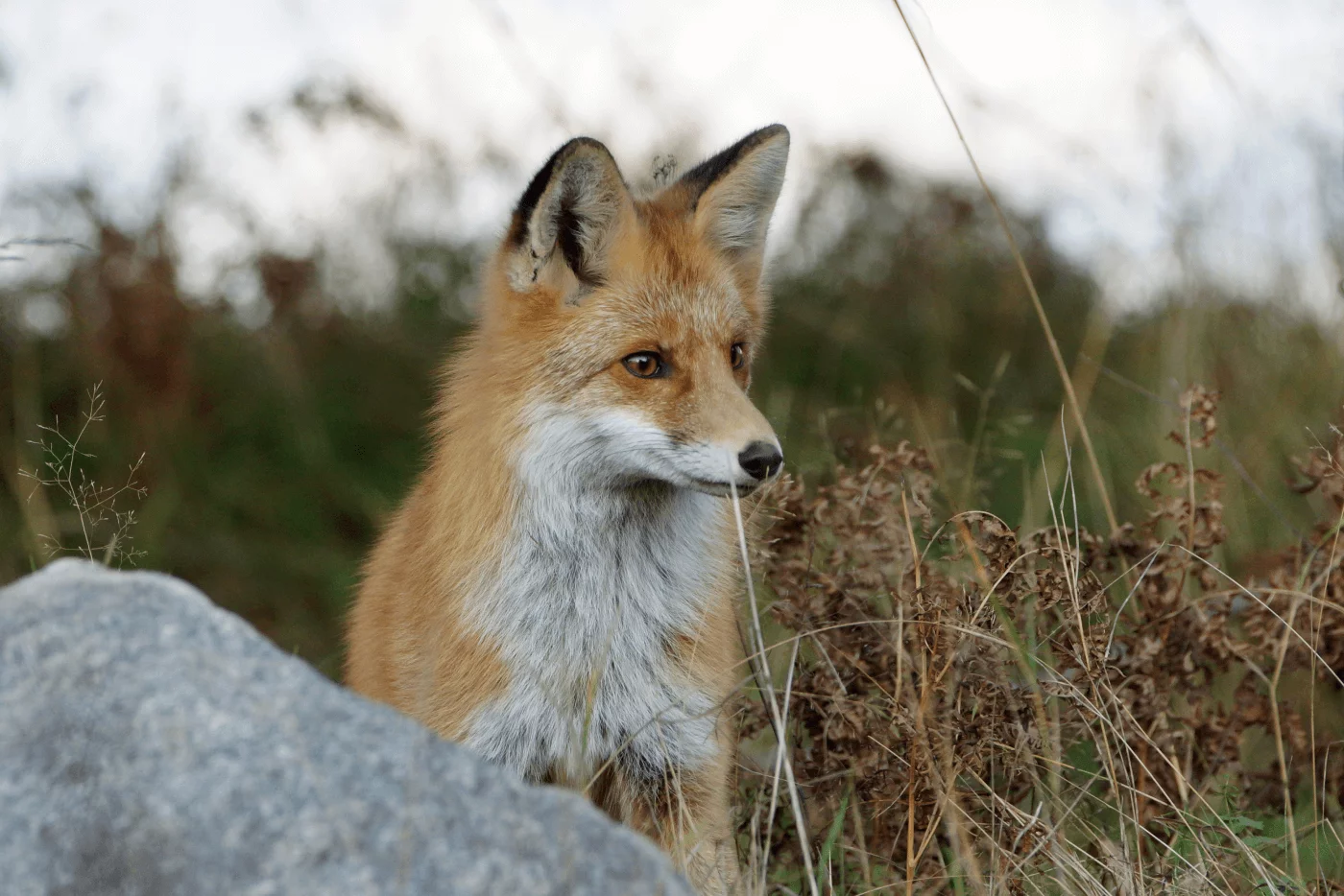 Животные Валдайского национального парка: звери, птицы, рептилии и другие