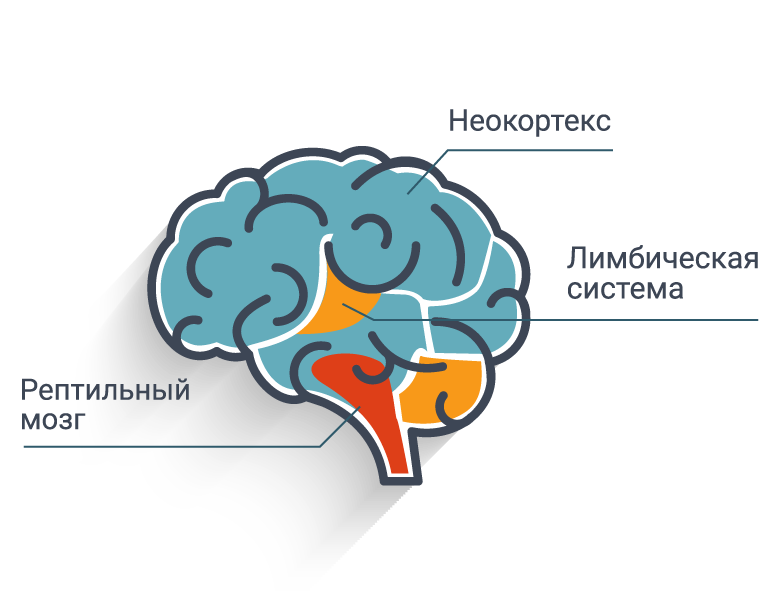 Строение мозга рептильный мозг. Неокортекс лимбическая система и рептильный мозг. Мозг структура лимбический рептильный неокортекс. Теория Триединого мозга пола Маклина. Неокортекс это простыми словами