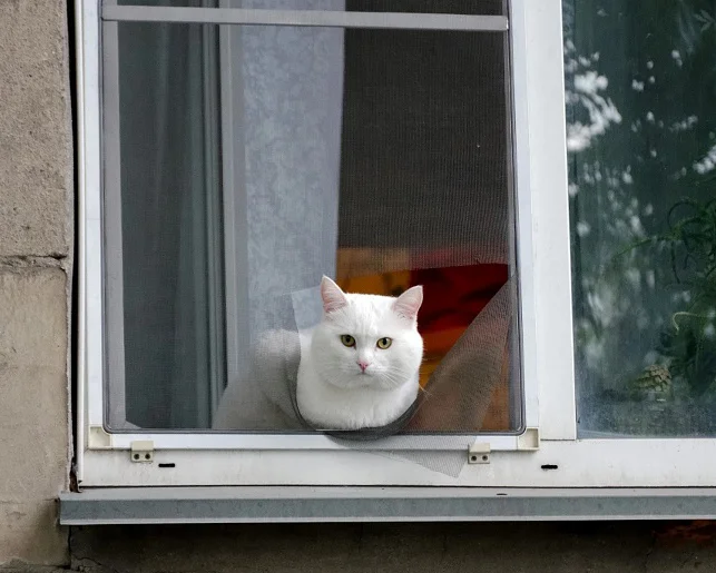 Защитит ли москитная сетка кошку от выпадения из окна?