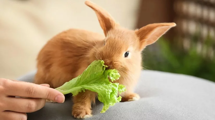 Чем кормить кроликов – как правильно кормить декоративного кролика в  домашних условиях