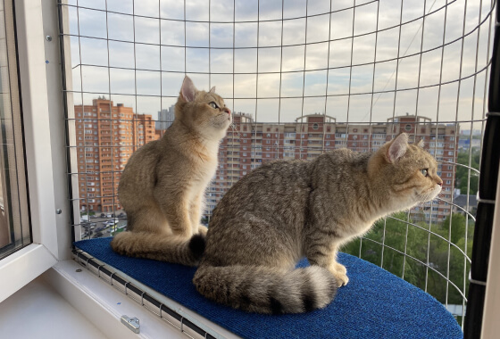 Москитка не защищает кошек от падения из окна!
