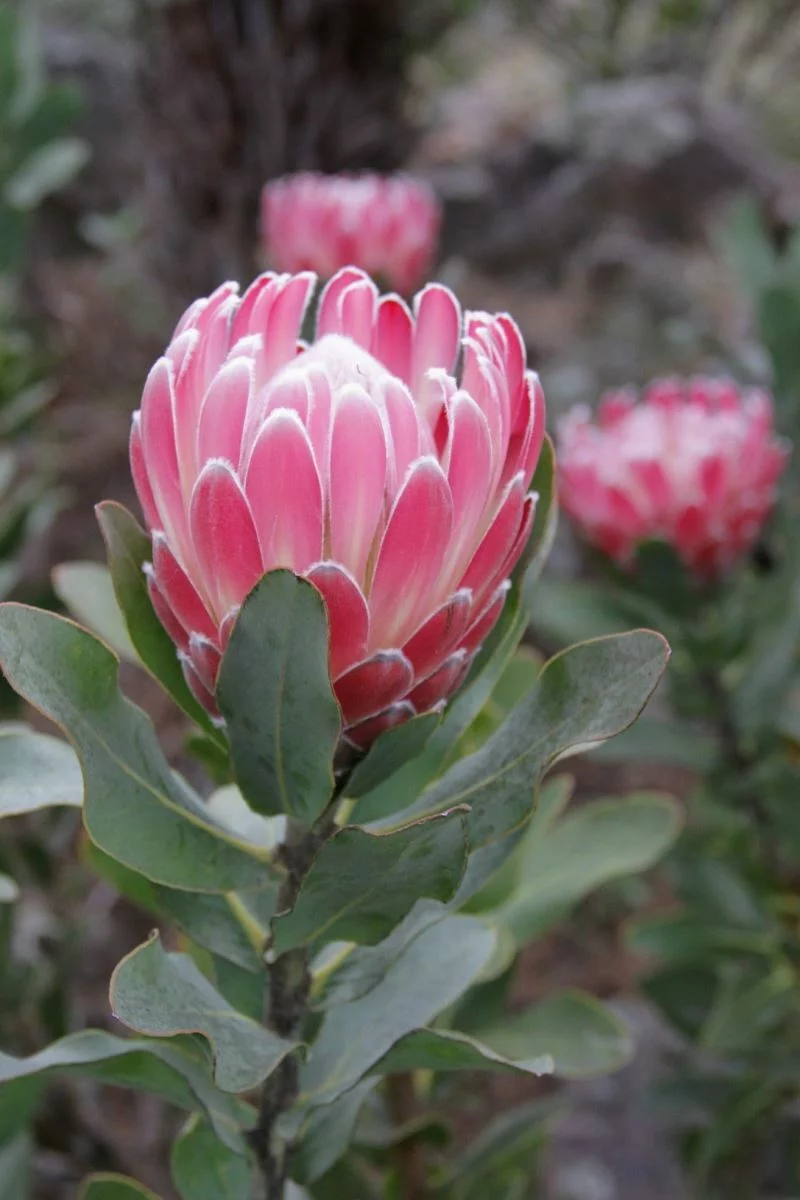 Protea cynaroides протея артишоковая