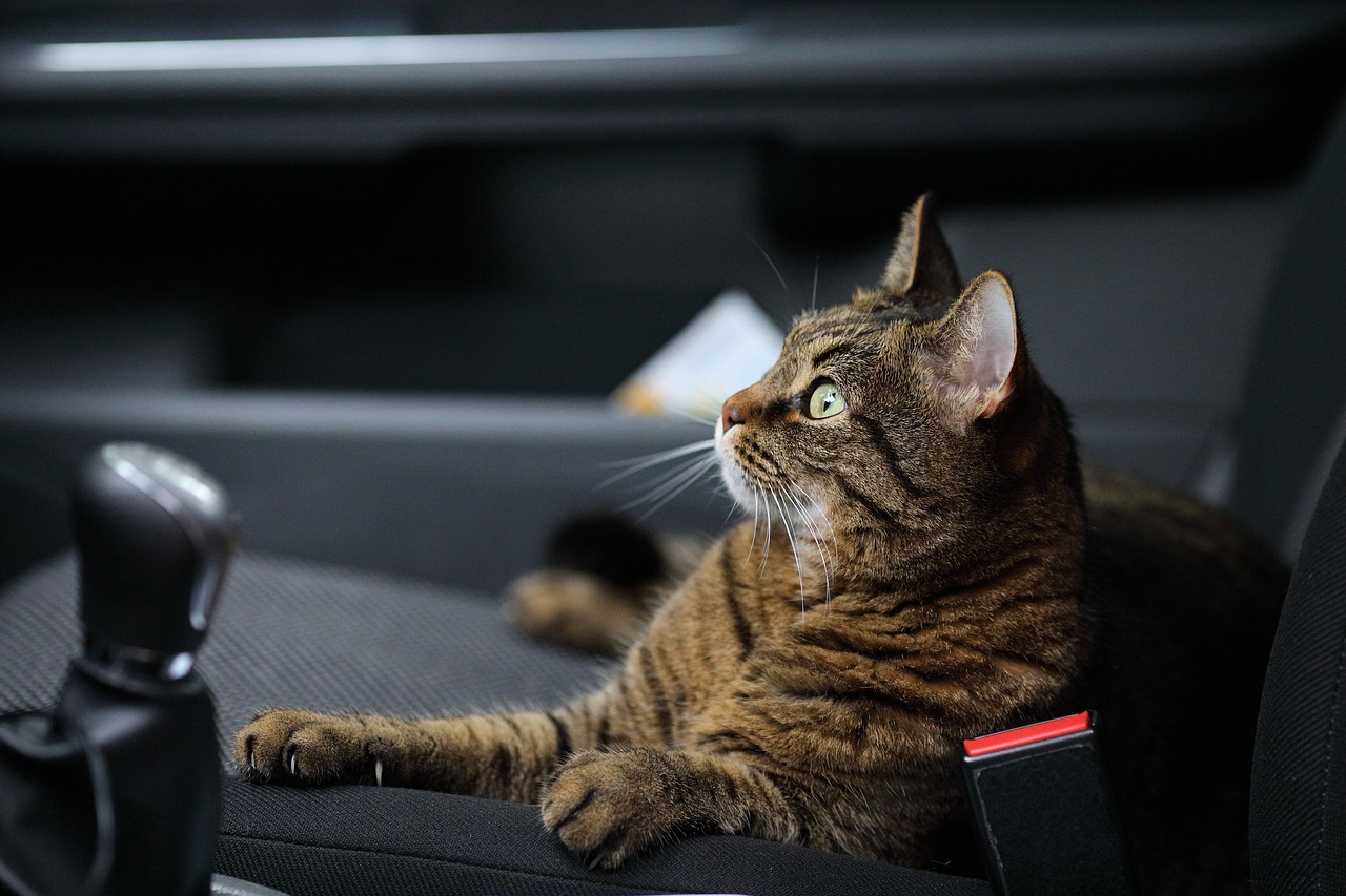 Как перевозить кошку в машине без стресса?
