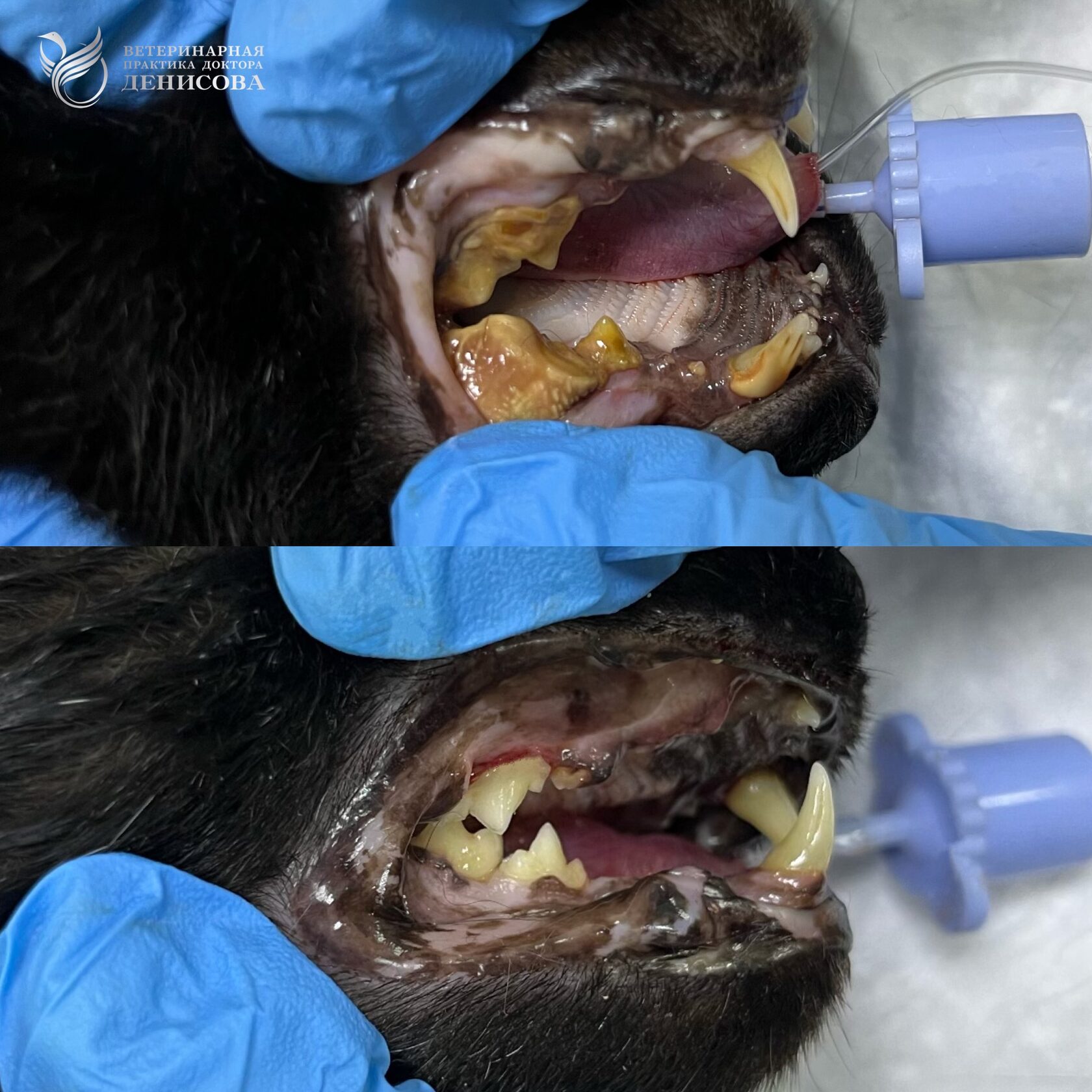 Ветеринарная стоматология в Челябинске