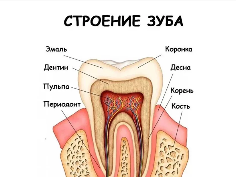 Почему болят зубы?
