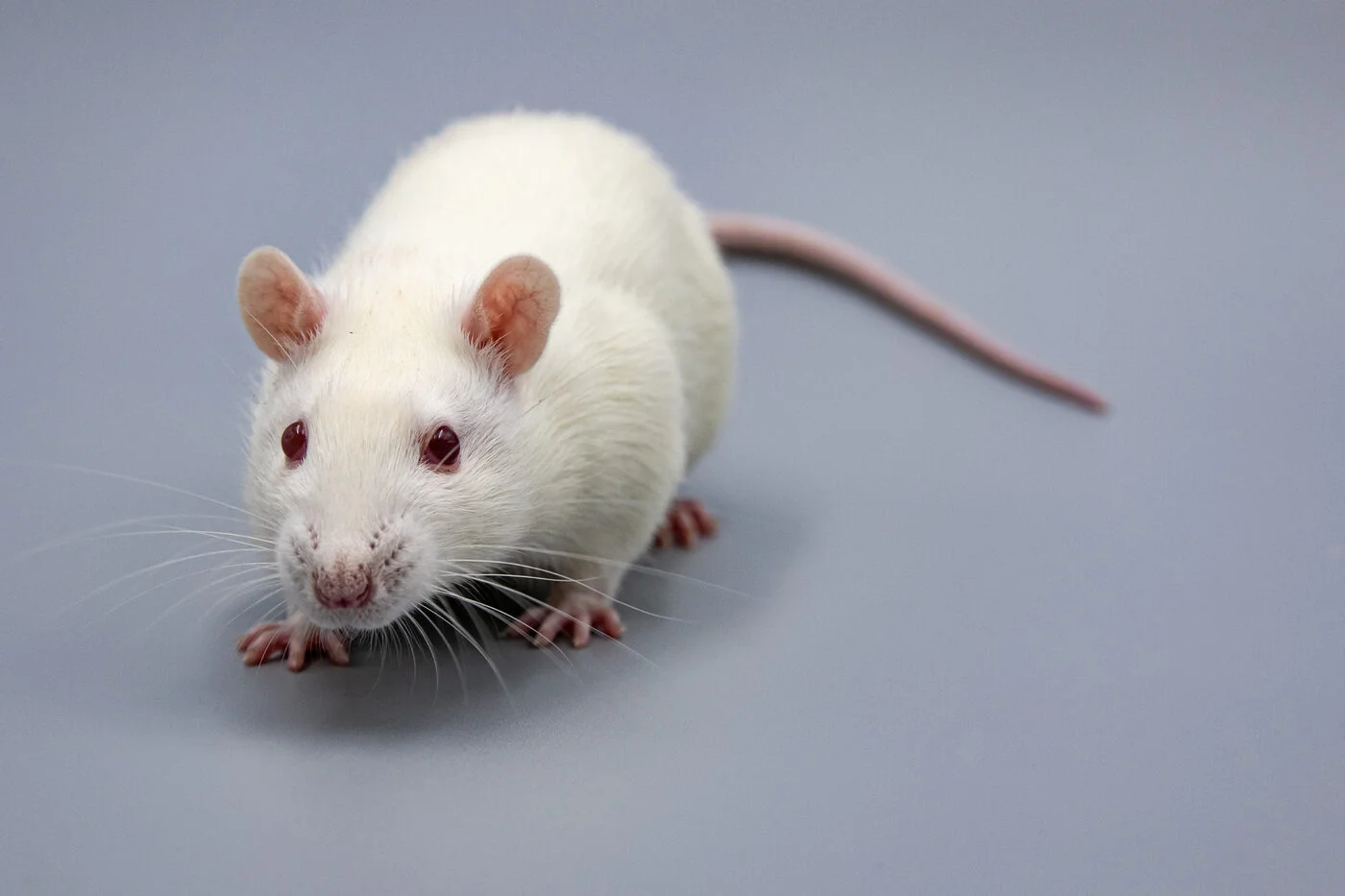 лабораторная крыса