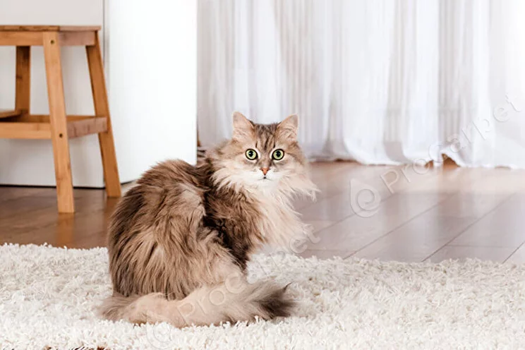 Чем вывести запах кошачьей мочи с ковра – Pro Carpet