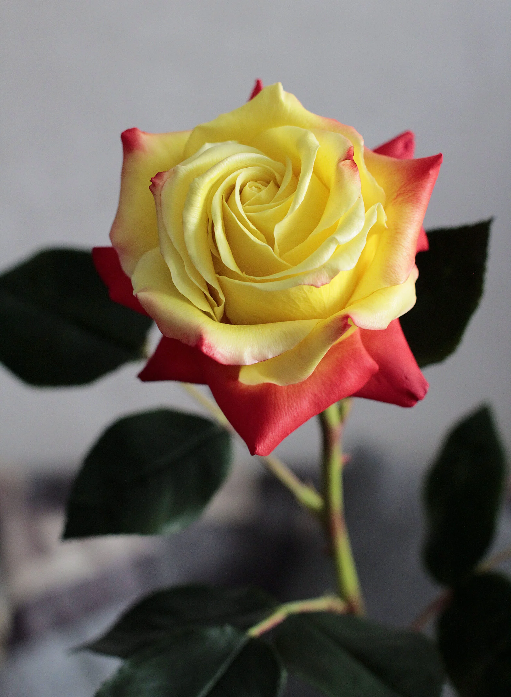 Роза из холодного фарфора: мастер-класс для начинающих
