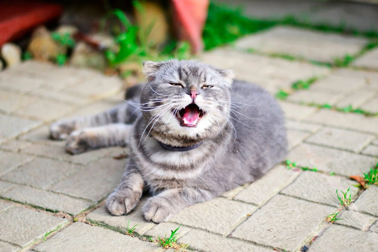 Насморк у кошек: причины, симптомы, лечение и профилактика | Ветклиника  «Ветерритория»