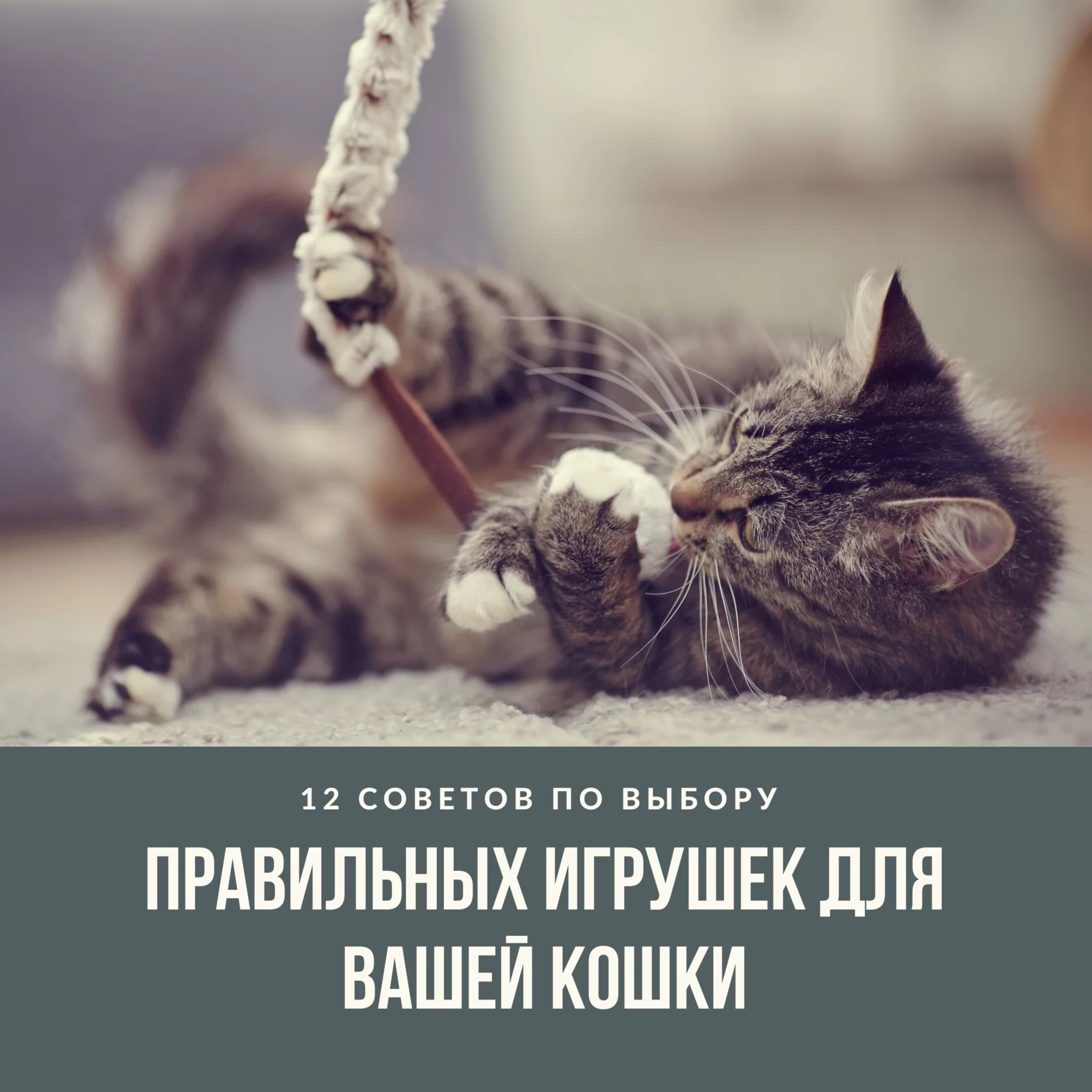 Как сделать игрушки для кошки самостоятельно? | Животные | luchistii-sudak.ru