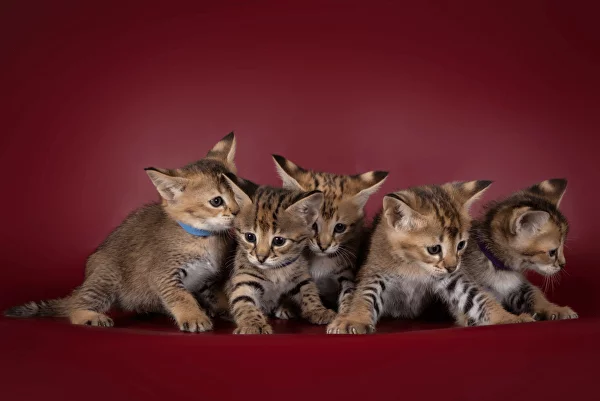 Саванна - Питомник кошек породы саванна AkilahCat