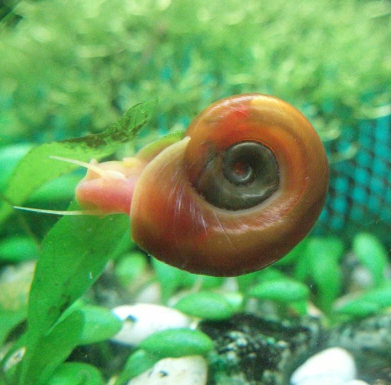 Ramshorn Snail улитка катушка. Улитка катушка (лат. Planorbis). Улитка Неретина Красногубая. Ампулярия томатная.