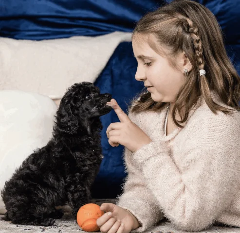 Moonrise poodles shop