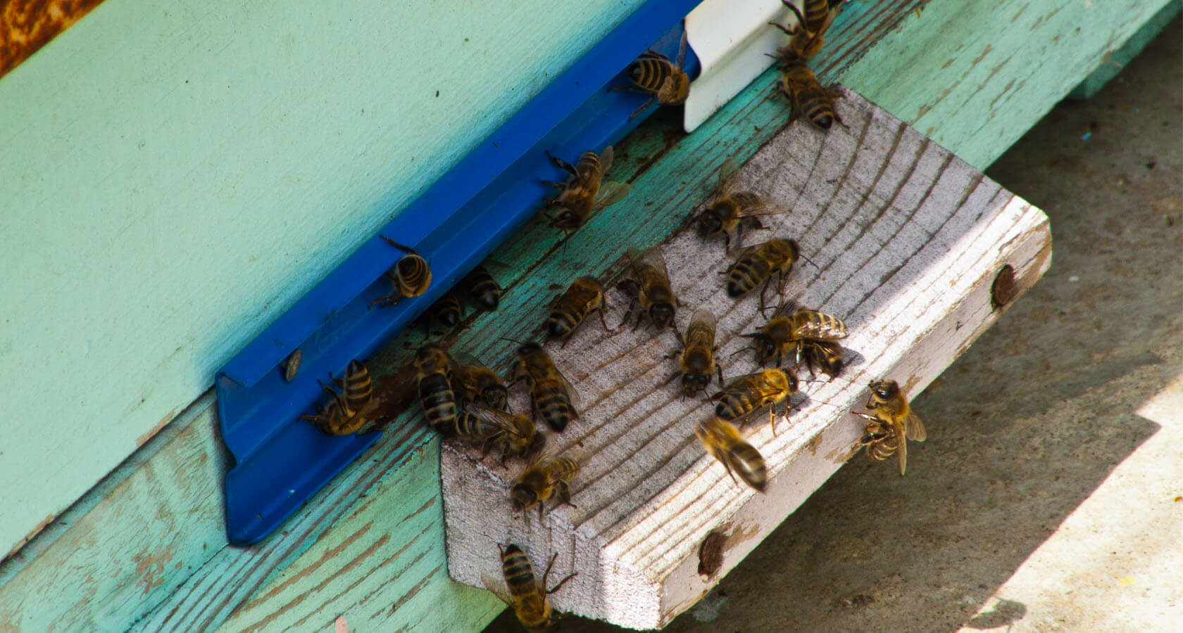 Как пчелы делают мёд