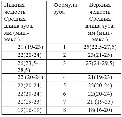 Сколько каналов в коренных зубах, какой длины каналы в зубе мудрости