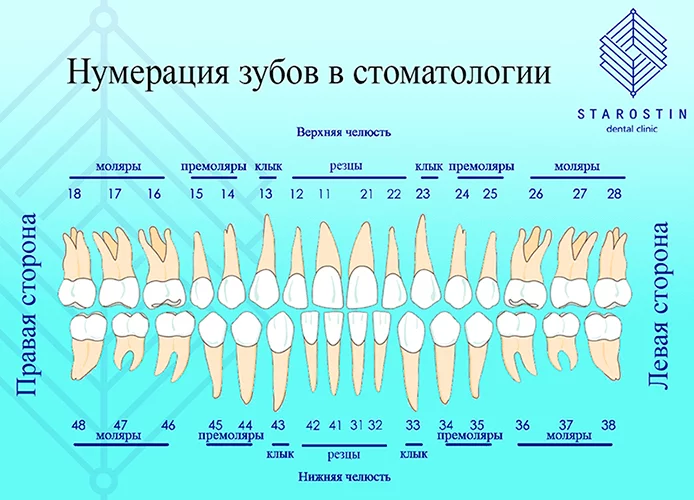 Строение зуба человека, зубы верхней челюсти