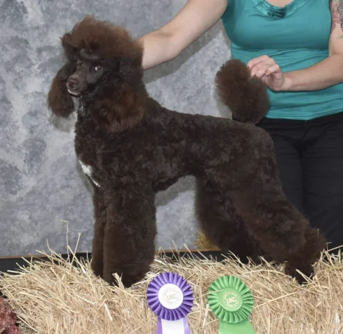 Moonrise poodles sale