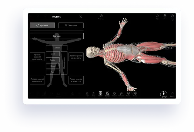 Interactive Anatomy Touchtable And 3D Atlas Software Pirogov.