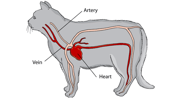 Виды и симптомы болезней сердца у кошек и собак: все, что вам нужно знать