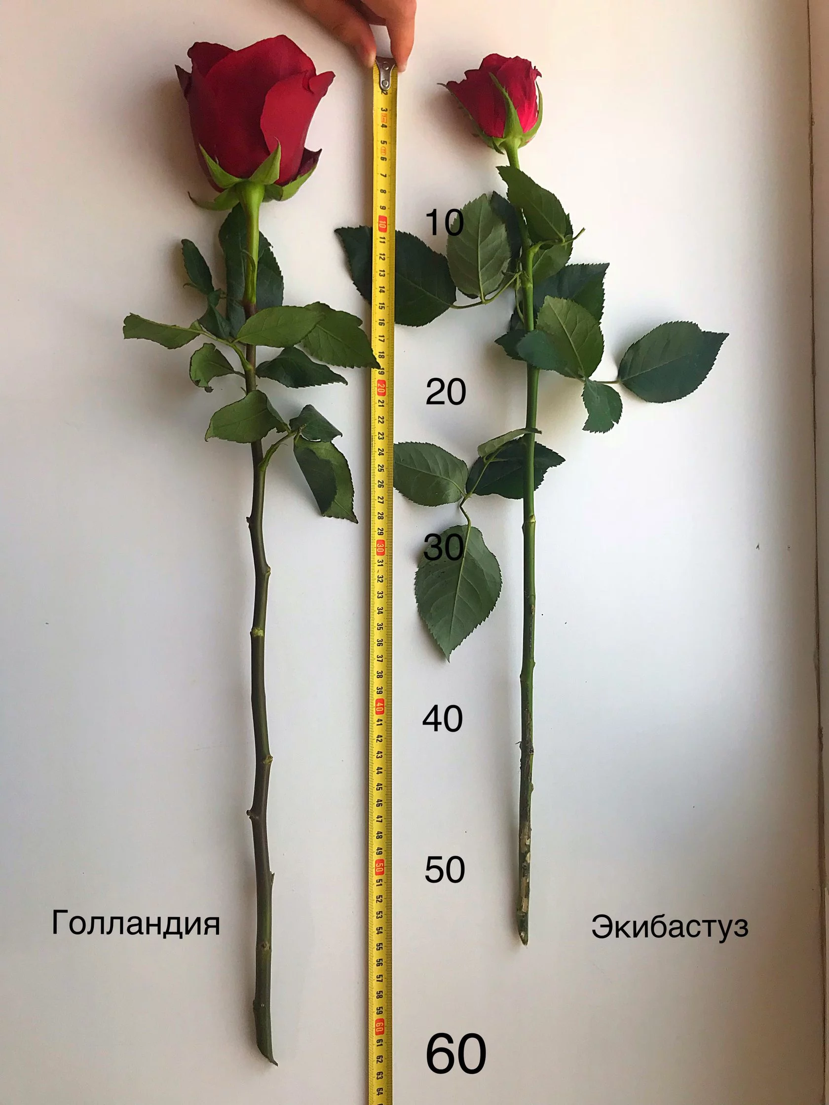 Голландская роза 50 см