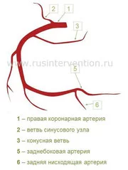 Анатомия сердечно-сосудистой системы