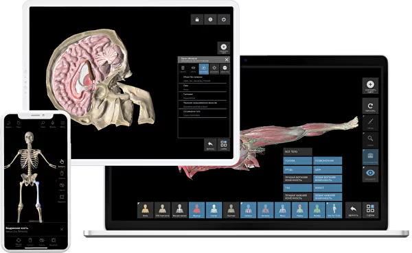 Pirogov Anatomy. Pirogov Anatomy App For Teachers And Students | 3D Anatomy  Atlas