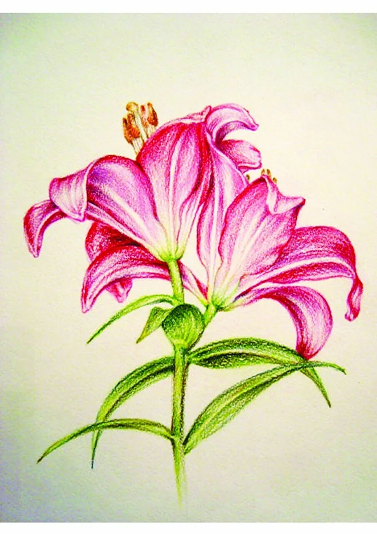Рисуем цветы карандашом поэтапно для начинающих