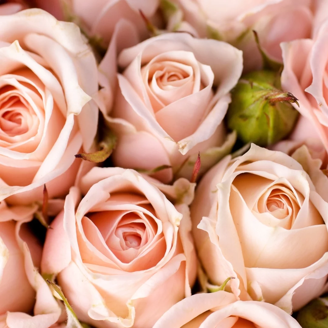 Как вырастить розу из черенков от букета и получить роскошно цветущий куст