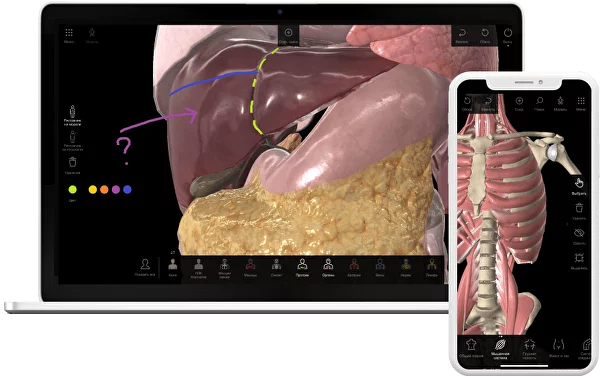 Interactive Anatomy Touchtable And 3D Atlas Software Pirogov.