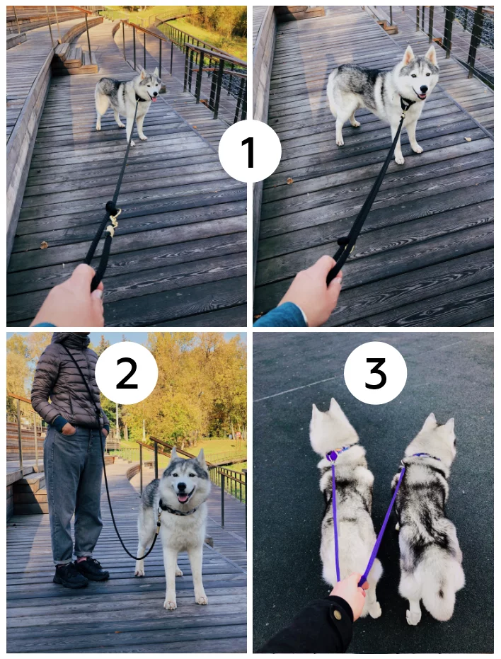 Как сделать ошейник для собаки - wikiHow