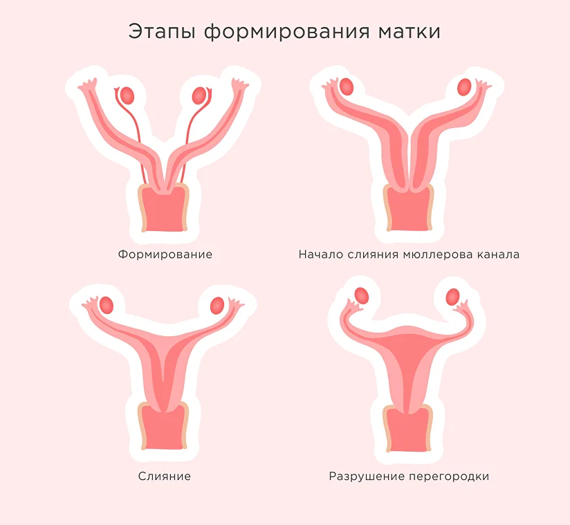 Что нужно знать о размерах и устройстве женских половых органов