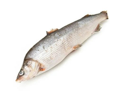 Муксун Рыба Фото Цена