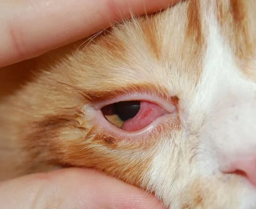 У кошки текут глаза: причины, диагноз и лечение | Ветклиника «Ветерритория»