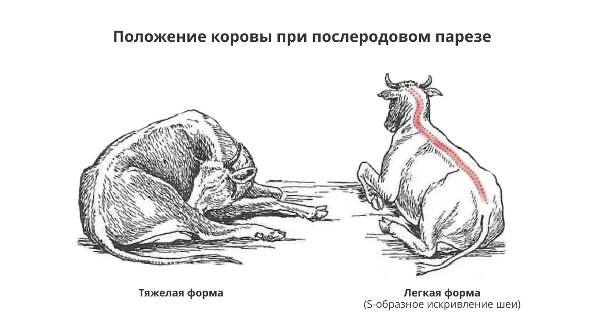 Послеродовой парез у коров | Министерство сельского хозяйства Республики Башкортостан