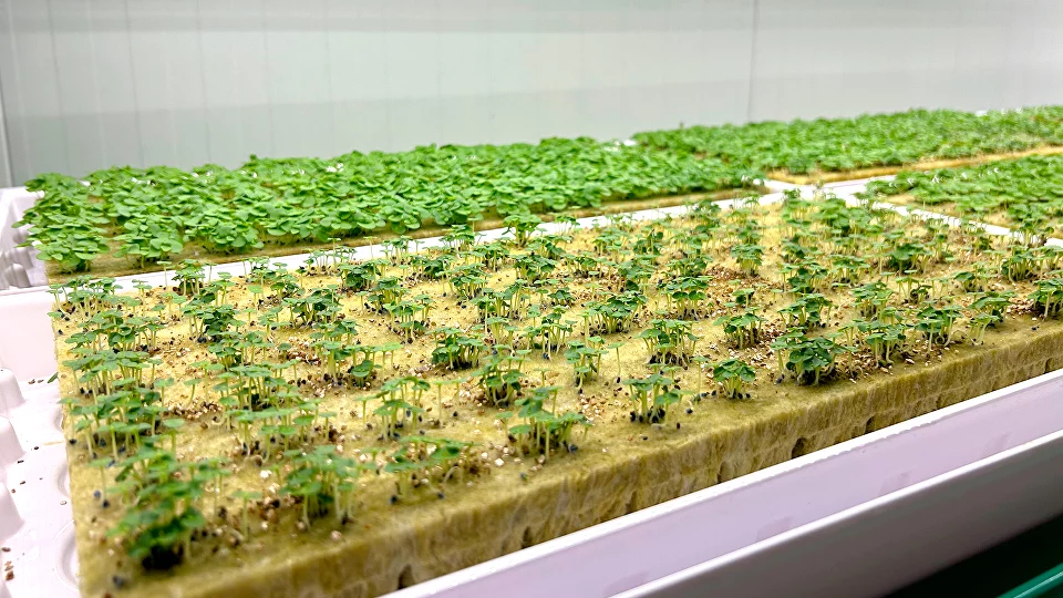 Microgreens on a vertical farm, iFarm Multigreens technology, photo iFarm