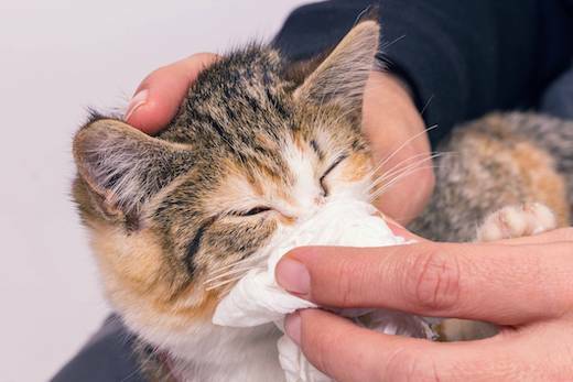 Насморк у кошек: причины, симптомы, лечение и профилактика | Ветклиника  «Ветерритория»
