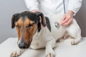 Сердечная недостаточность у собак: симптомы, причины и методы лечения [Собаки Dogs]