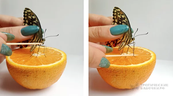 Экзотический питомец: ручная бабочка, рождающаяся у вас дома