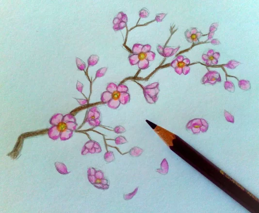 Нарисовать веточку сакуры карандашом