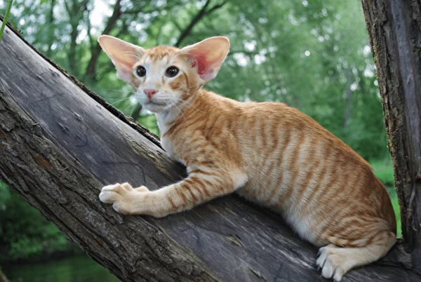 Ориентальная кошка - Питомник ориентальных кошек SiaOriFly