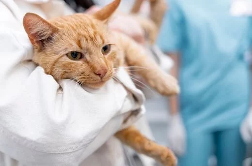 Лечение акне у кошек и собак