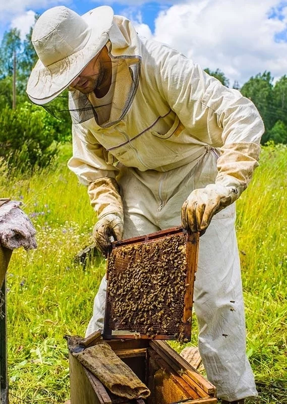Пчеловодство как бизнес: как правильно инвестировать, чтоб получить прибыль | prachka-mira.ru