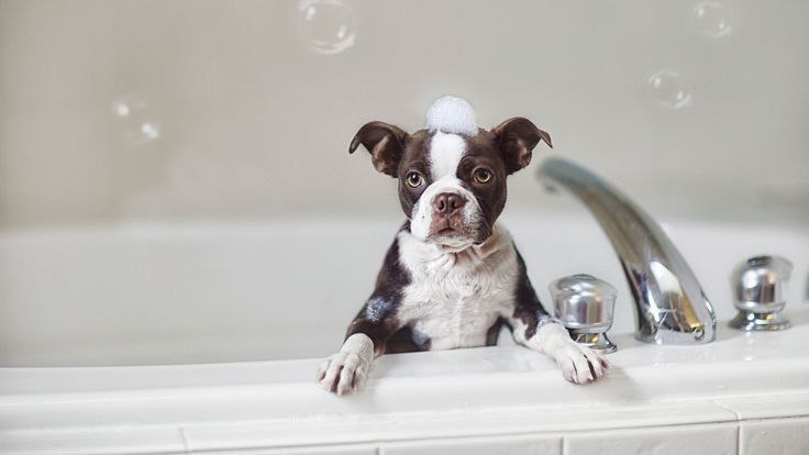 Чому собакам потрібен окремий шампунь?