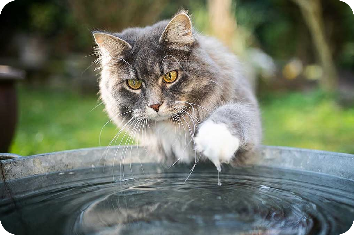Кошки и вода