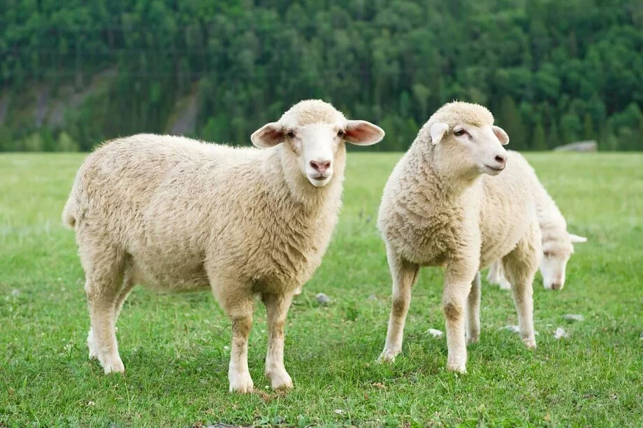 где живут овцы как называется